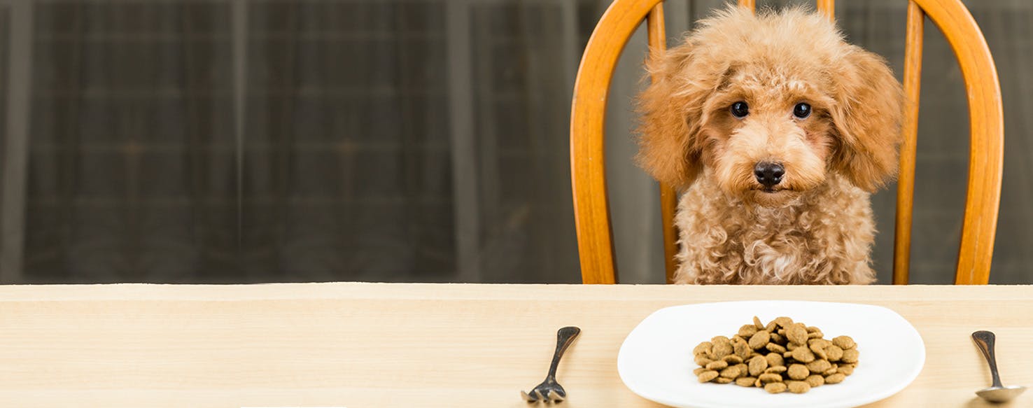 Can Dogs Taste Fiery Food?