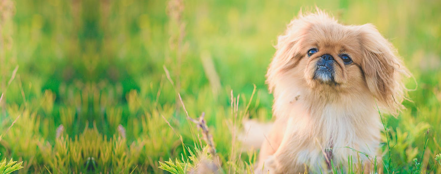 Can Dogs Hear FaceTime?