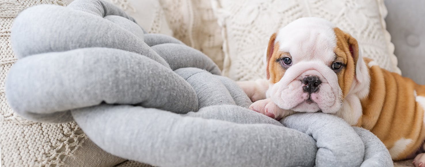 Can Dogs Sense Sadness?