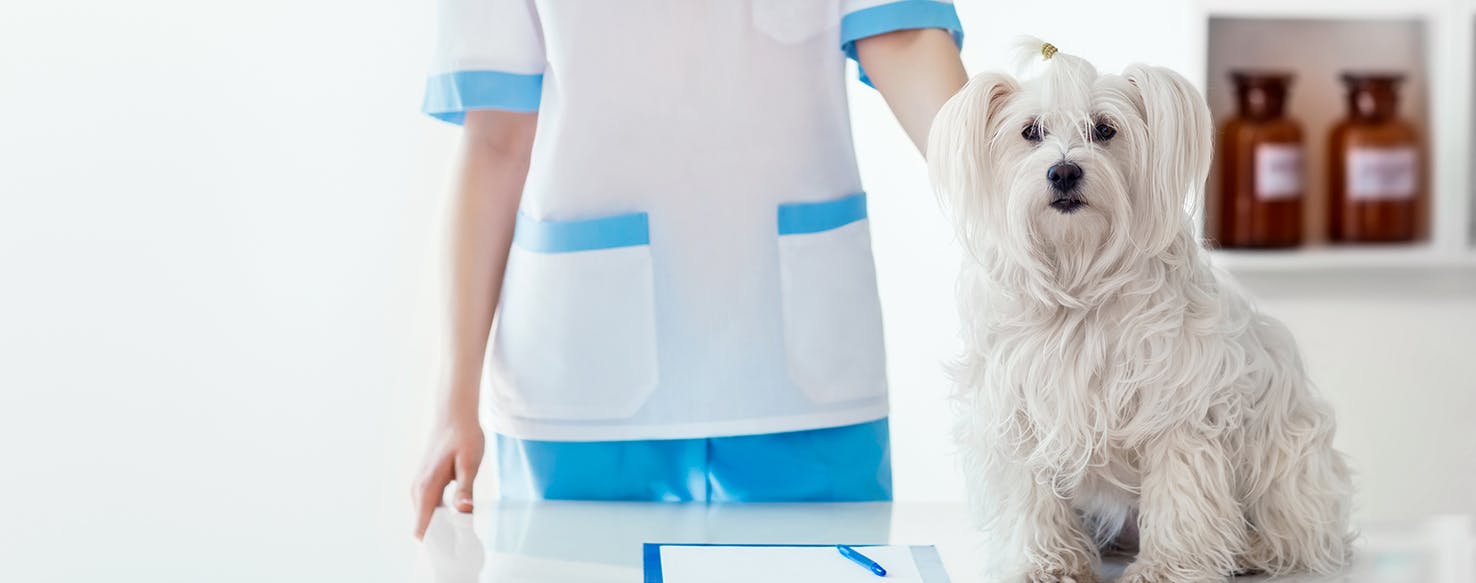 Can Dogs Live With One Kidney?