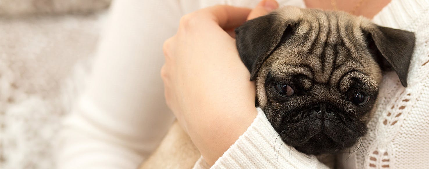 Can Dogs Tell if You're Depressed?