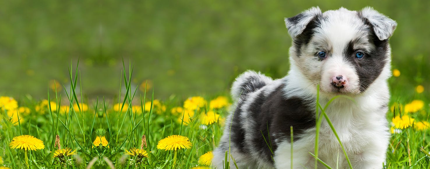 Can Dogs Taste Arugula?