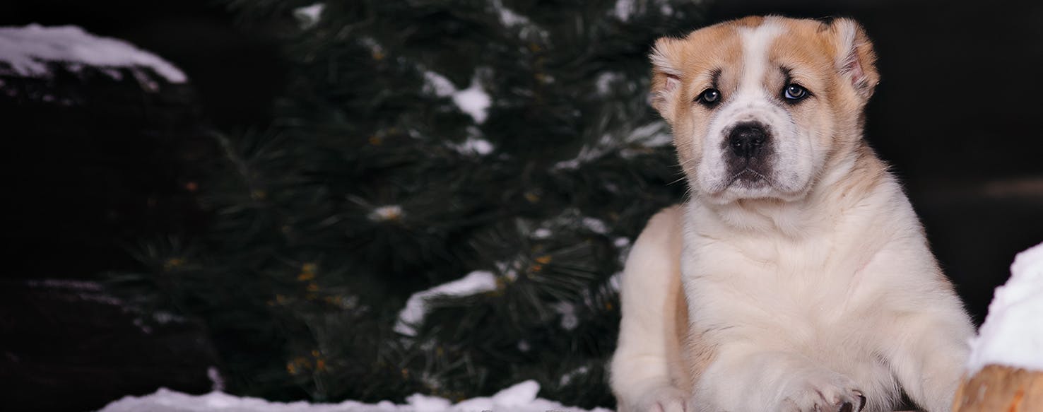 Can Dogs Ice Skate?