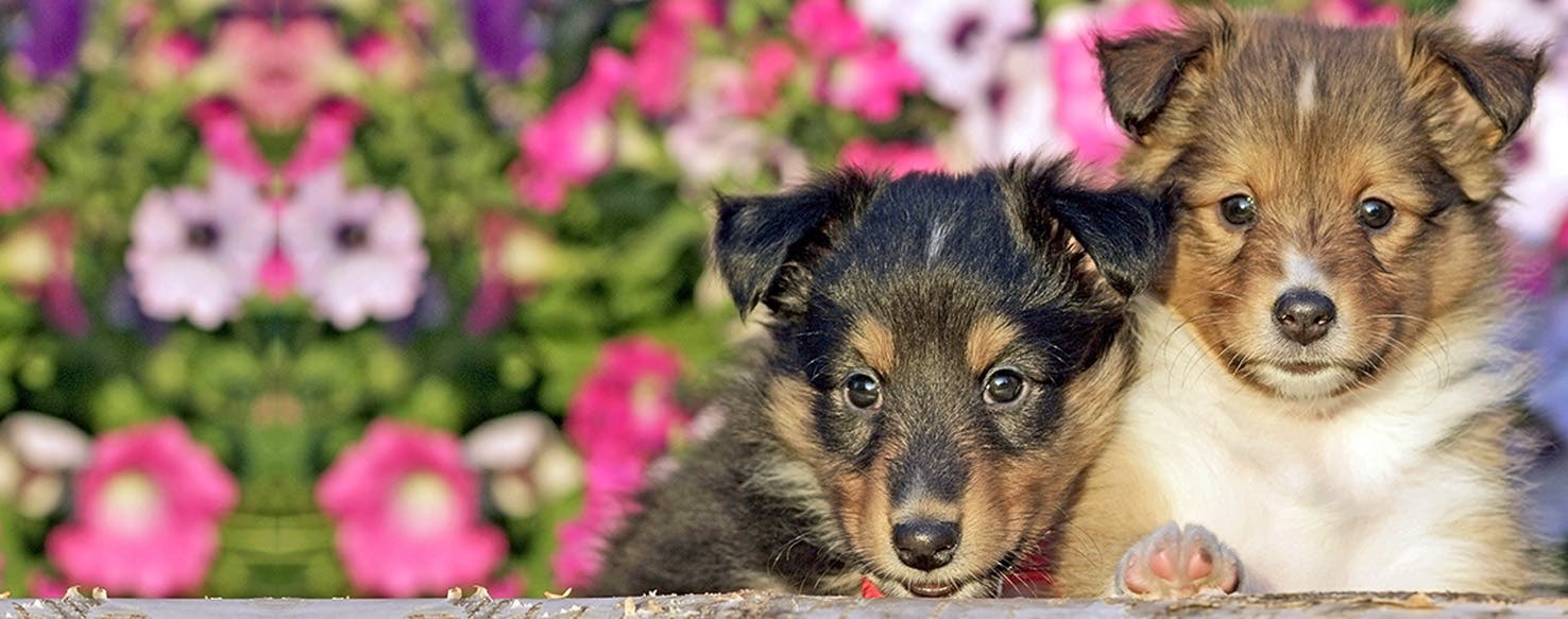 what do dogs hear when we talk