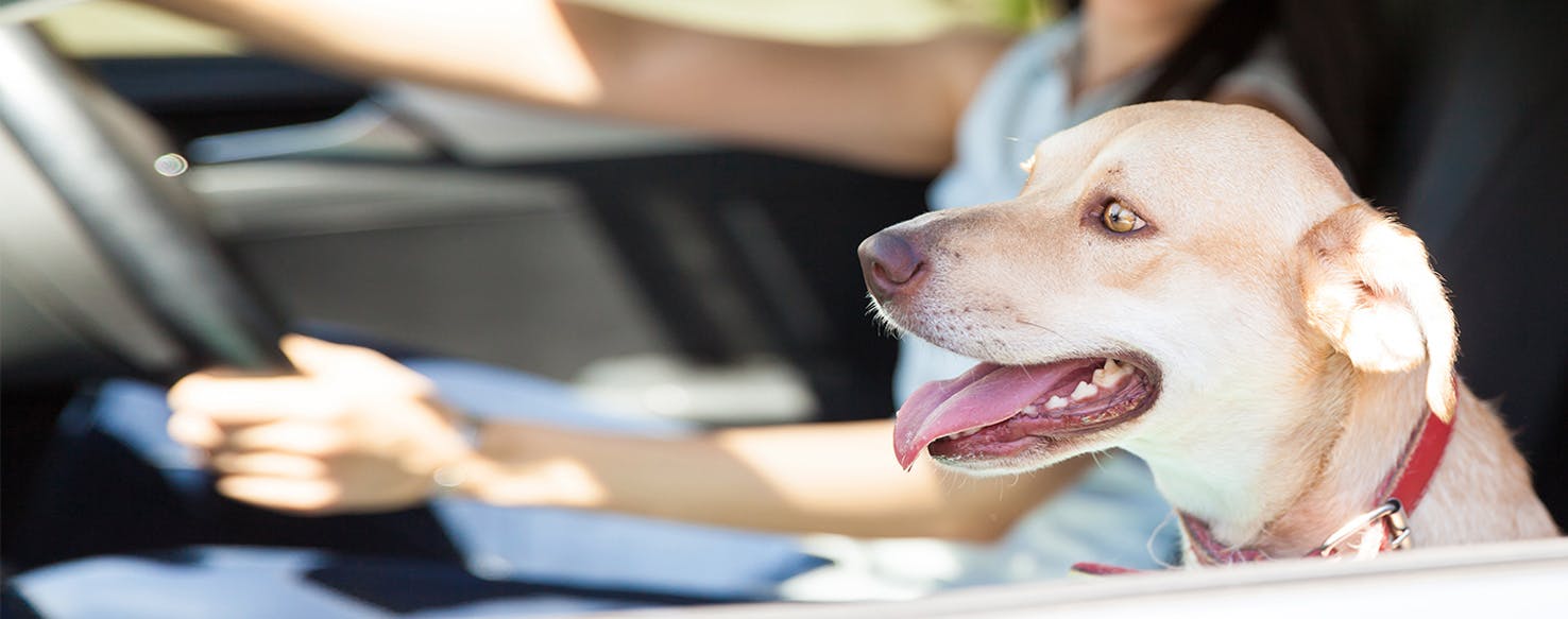 I cani possono sentire il battito del cuore di un bambino non ancora nato?