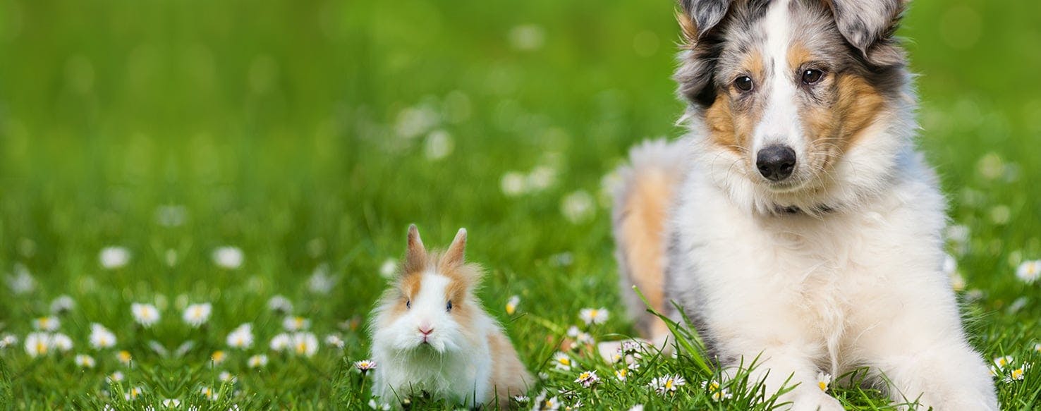 Can Dogs Smell Rabbits? - Wag!