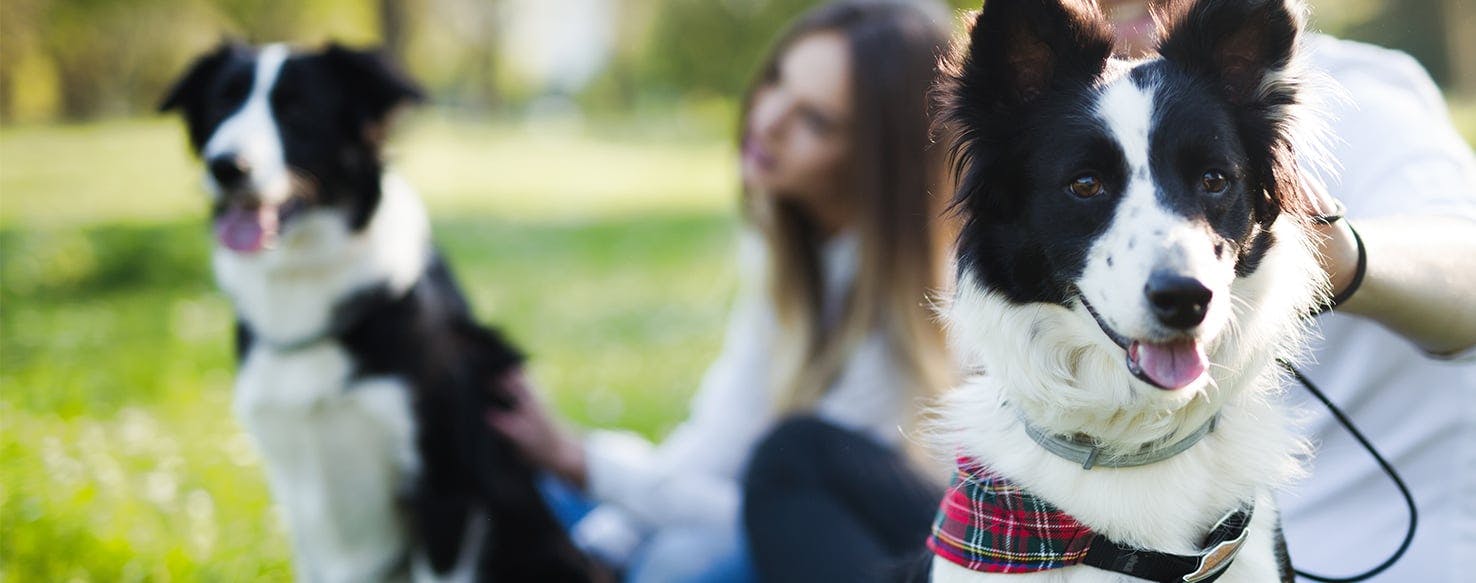 can dogs hear mouse repellers