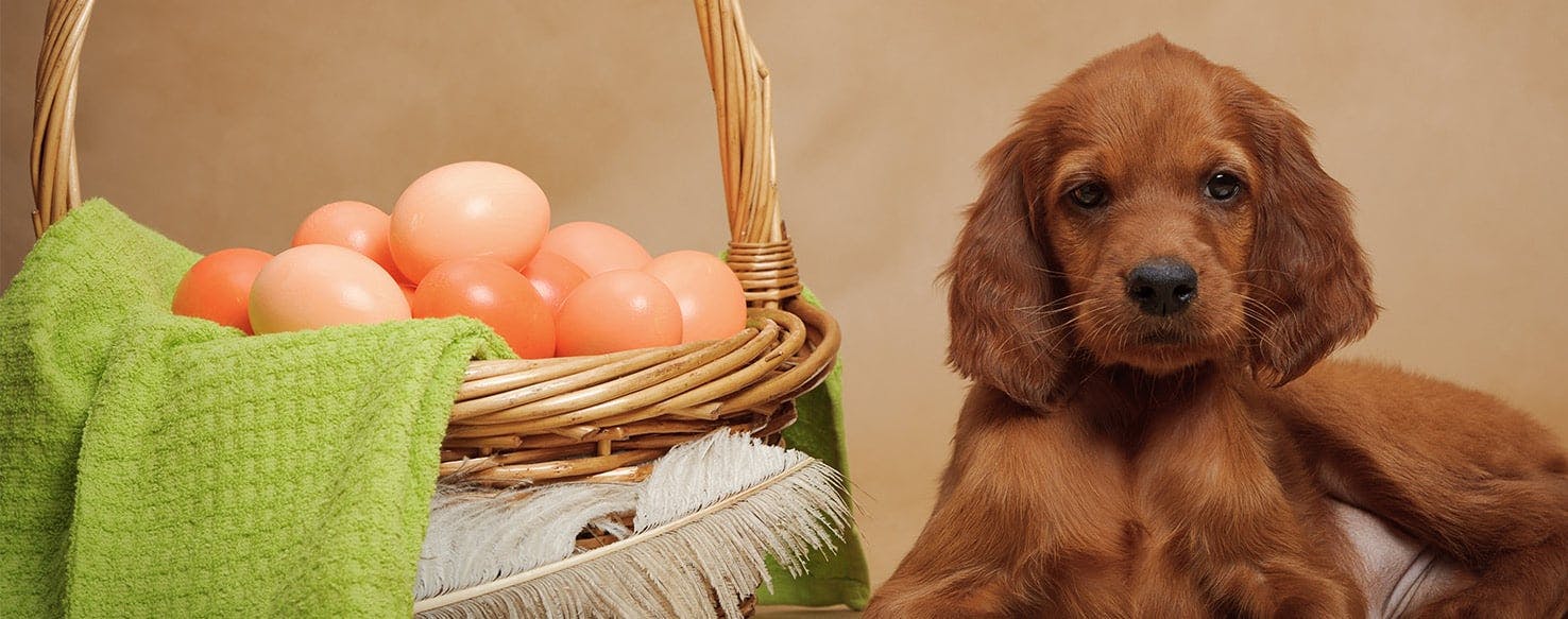 Can Dogs Taste Eggy Food?