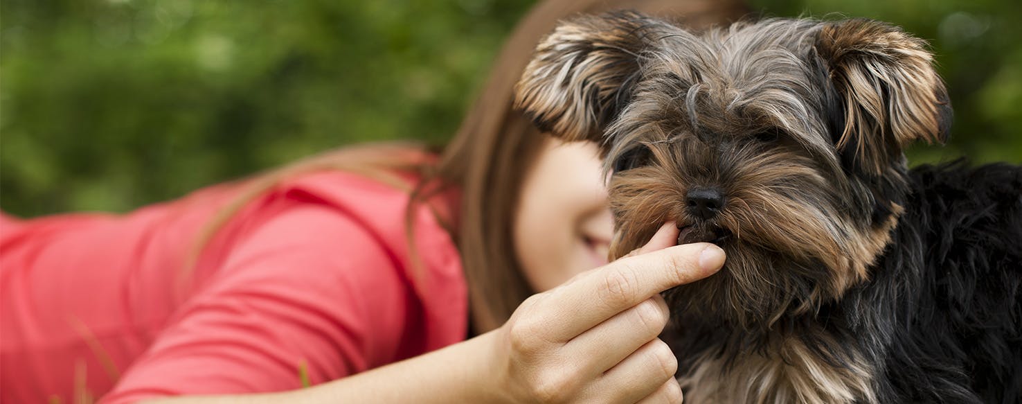 Can Dogs Taste Bland Food?