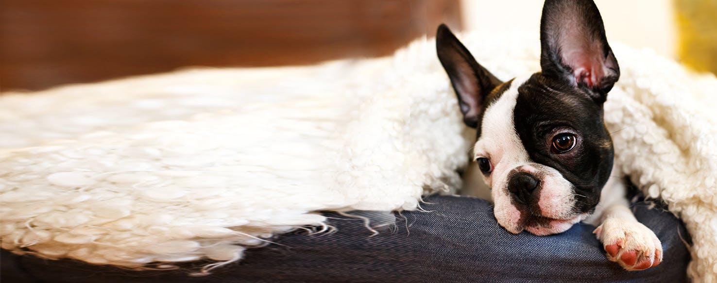 Dog clearance couch deterrent