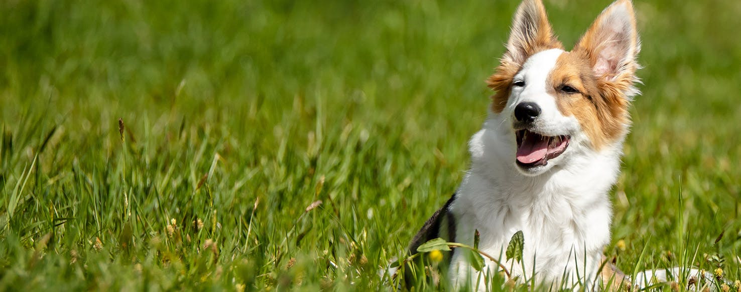 Can Dogs Smell Smoke?