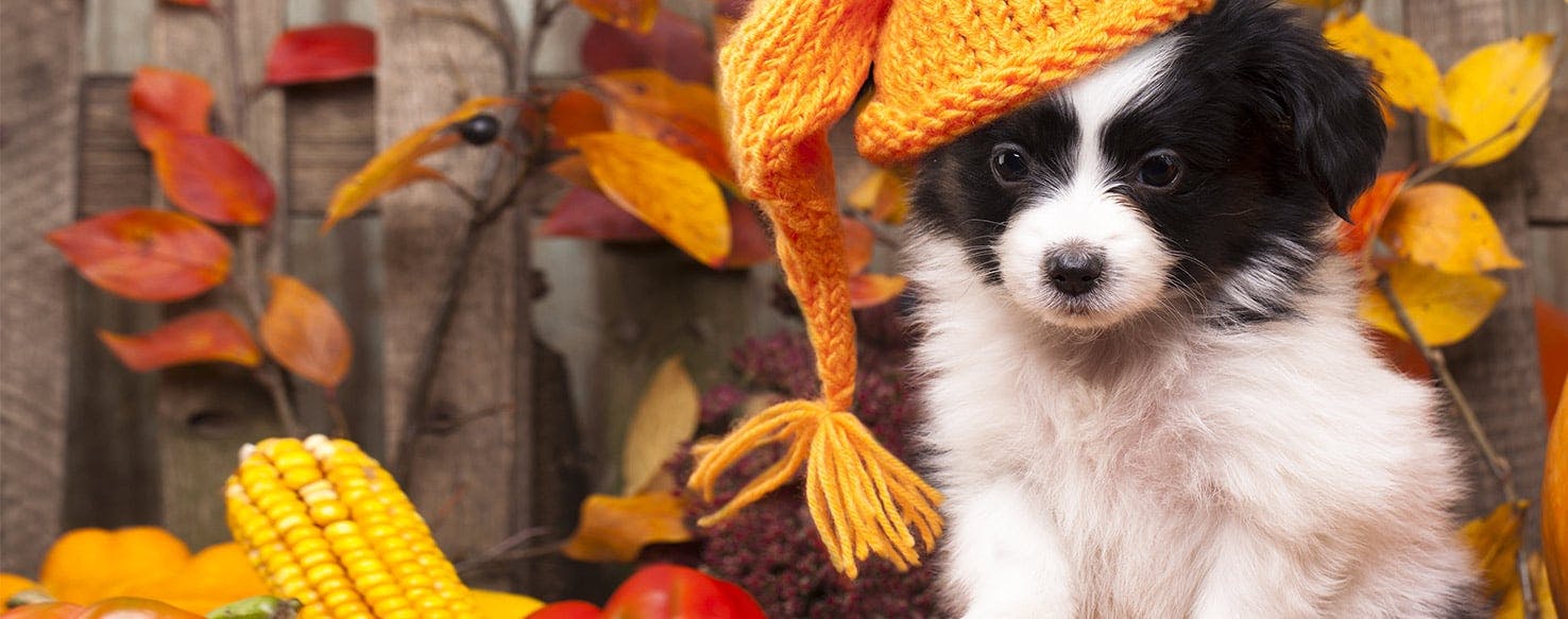 Fermented dog clearance food