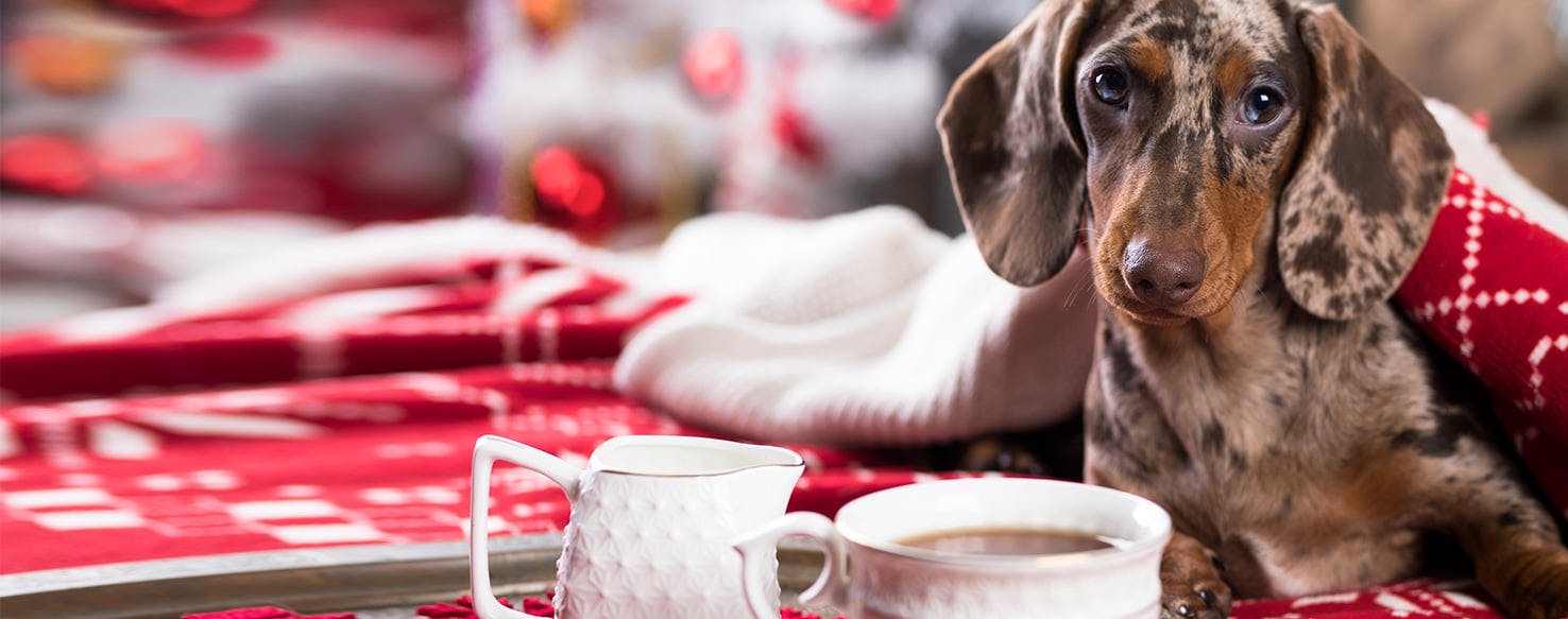 Can Dogs Smell Drugs Through Coffee?