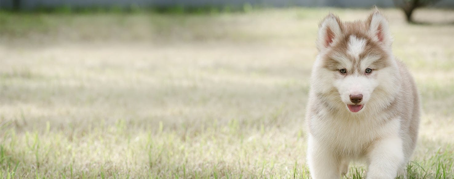 Can Dogs Sense Tornados?