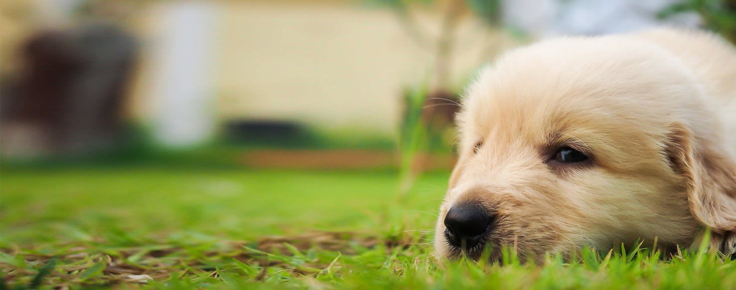 Can Dogs Smell Emotions?