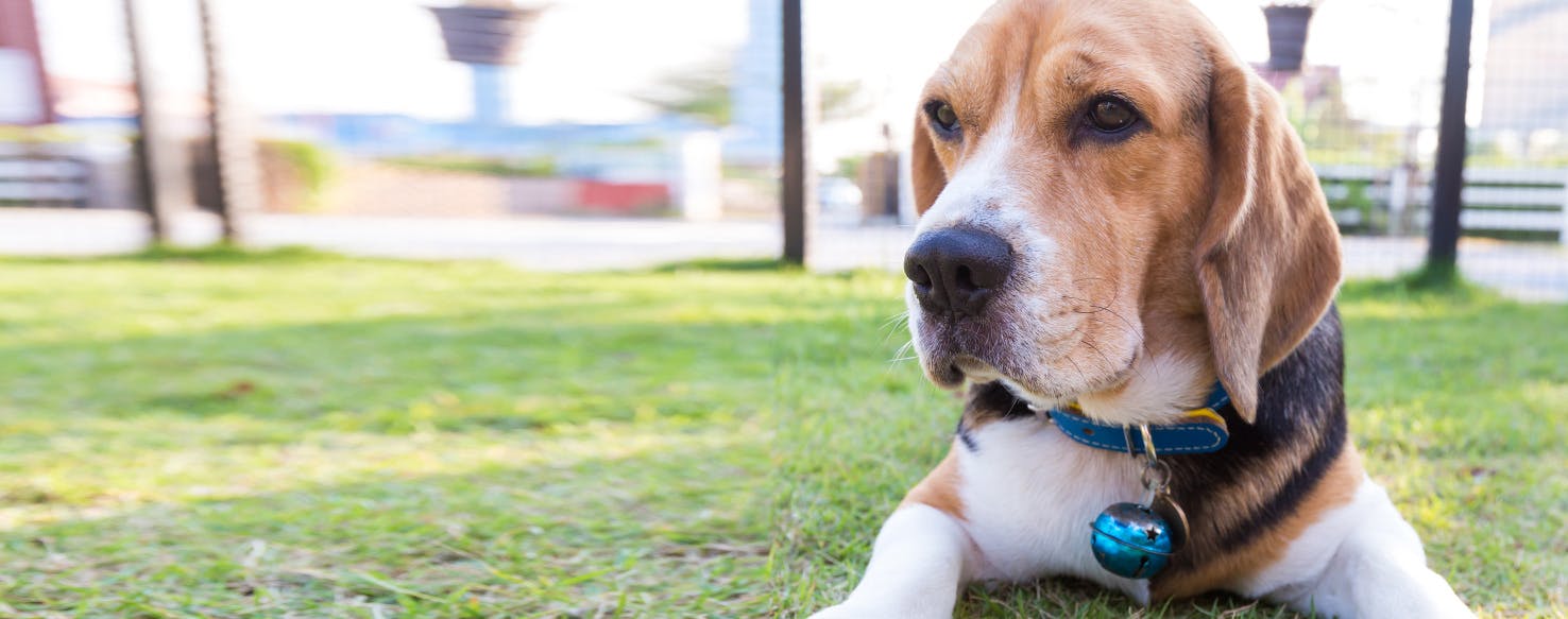 Can Dogs Detect Gas Leaks?