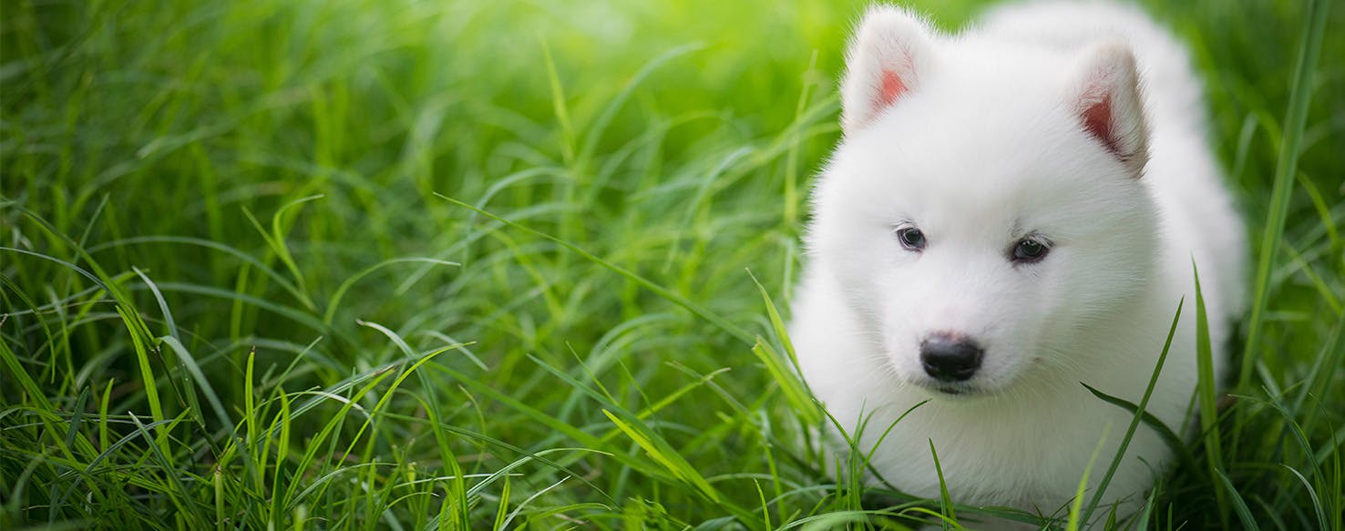 can dogs eat cranberries and almonds