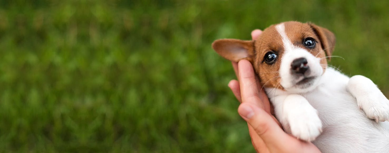 Can Dogs Taste Blackberries?