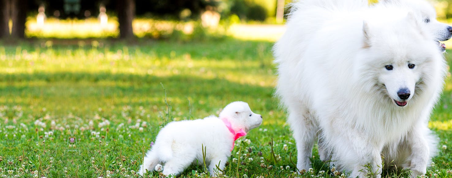 do dogs recognize their mothers