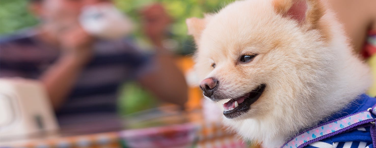 Can Dogs Have Gelatinous Food? - Wag!