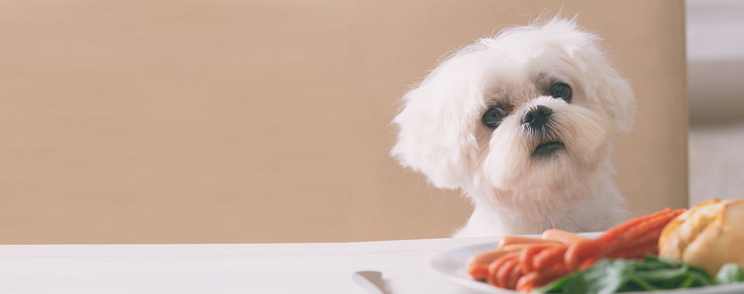 Can Dogs Taste Gingery Food?