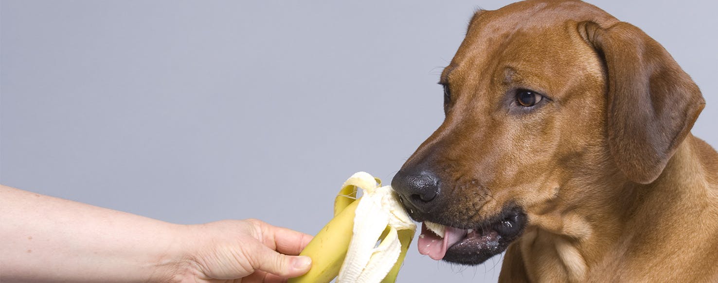 can dogs eat bananas