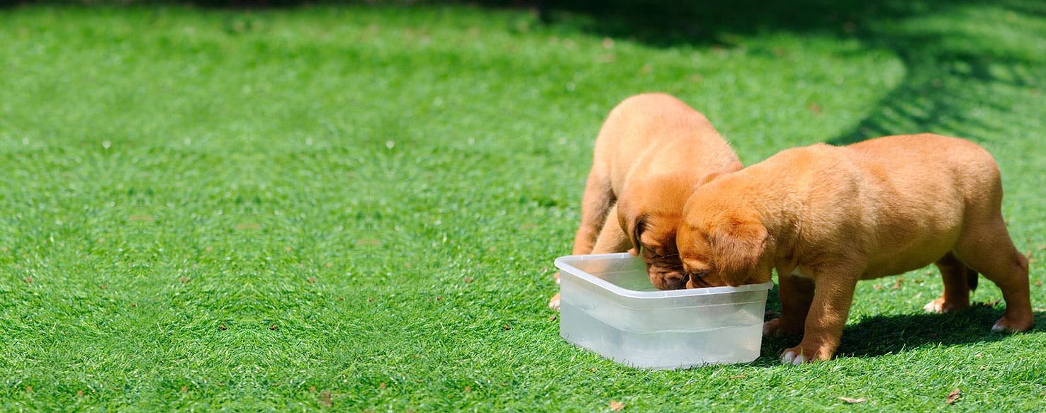 can you give a puppy gatorade