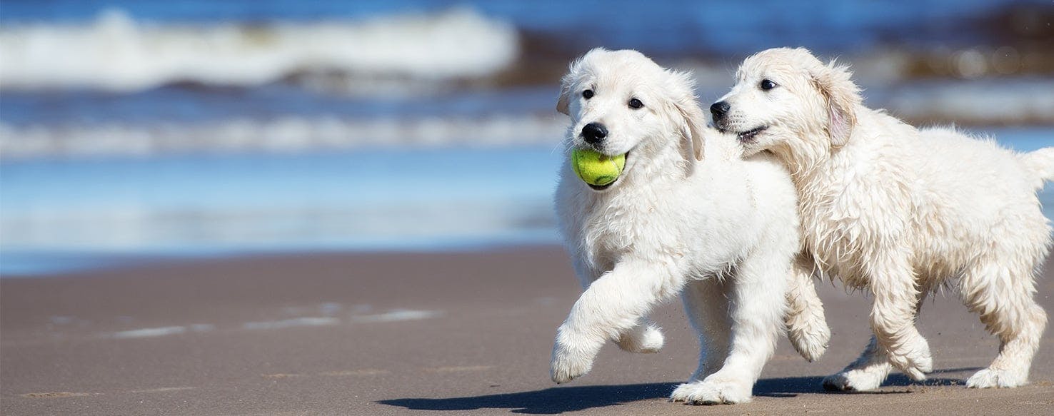 Can Dogs Understand Gestures?