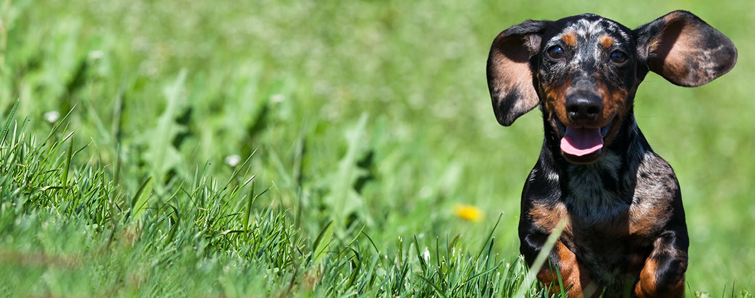 can dogs hear mice in walls