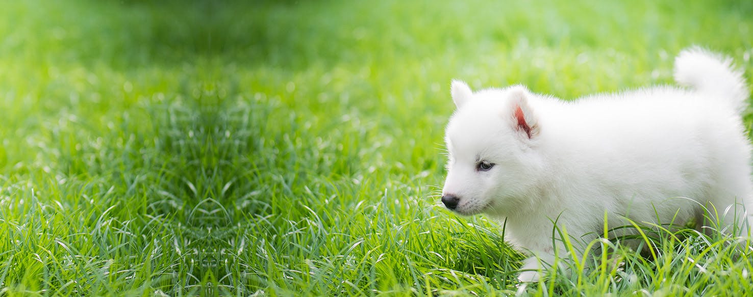 does dog howling mean death