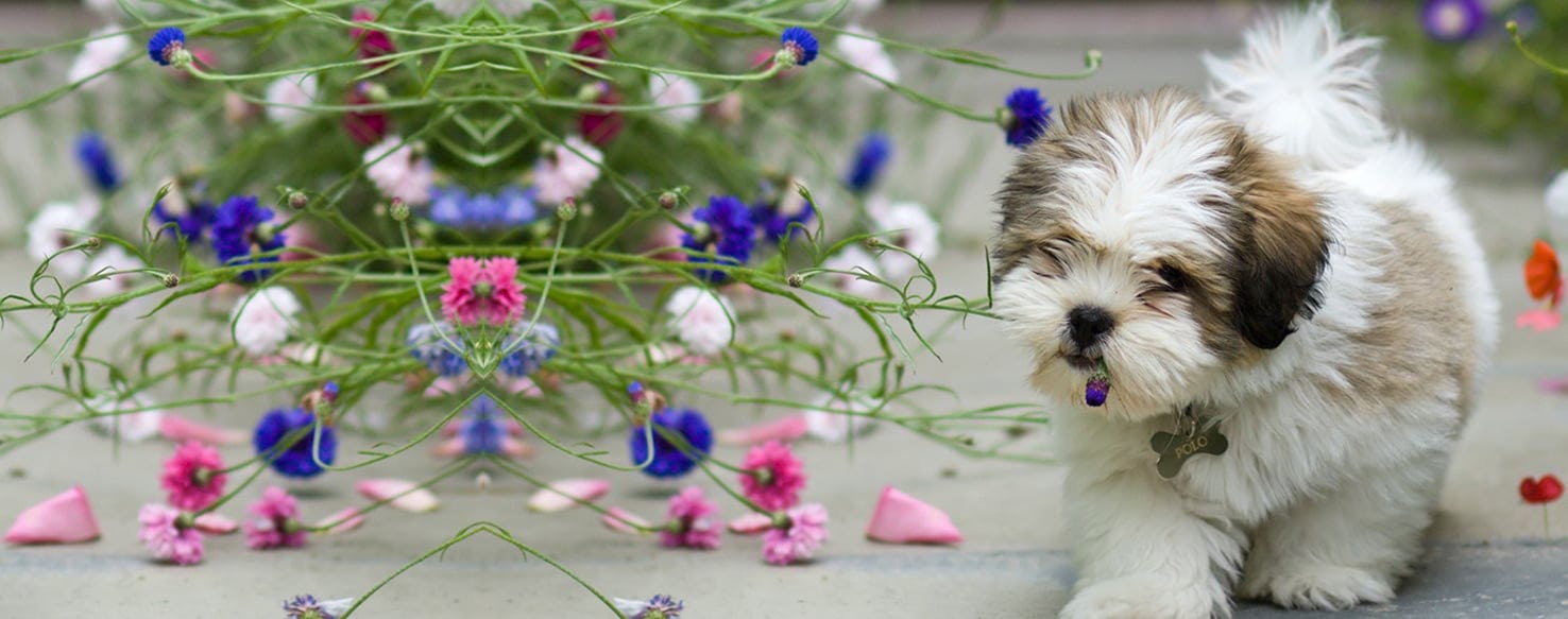 Can Dogs Smell Bleach?