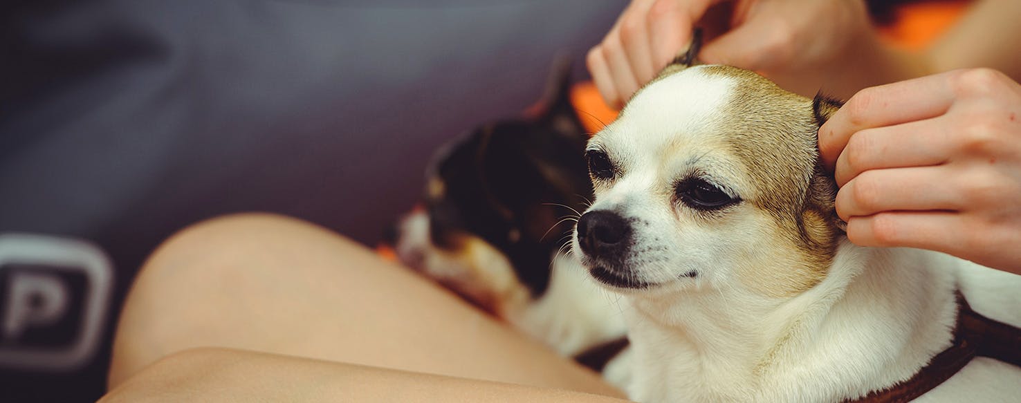 Can Dogs Feel Massages?