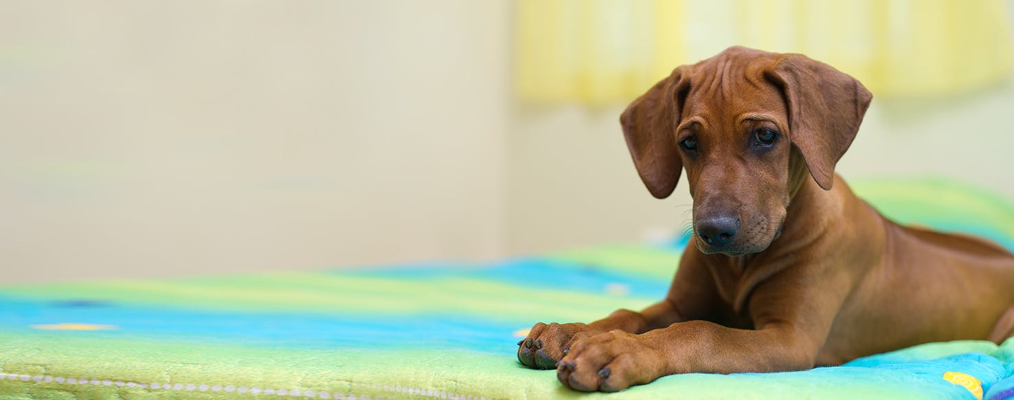 Can Dogs Smell Alive and Dead Bed Bugs?