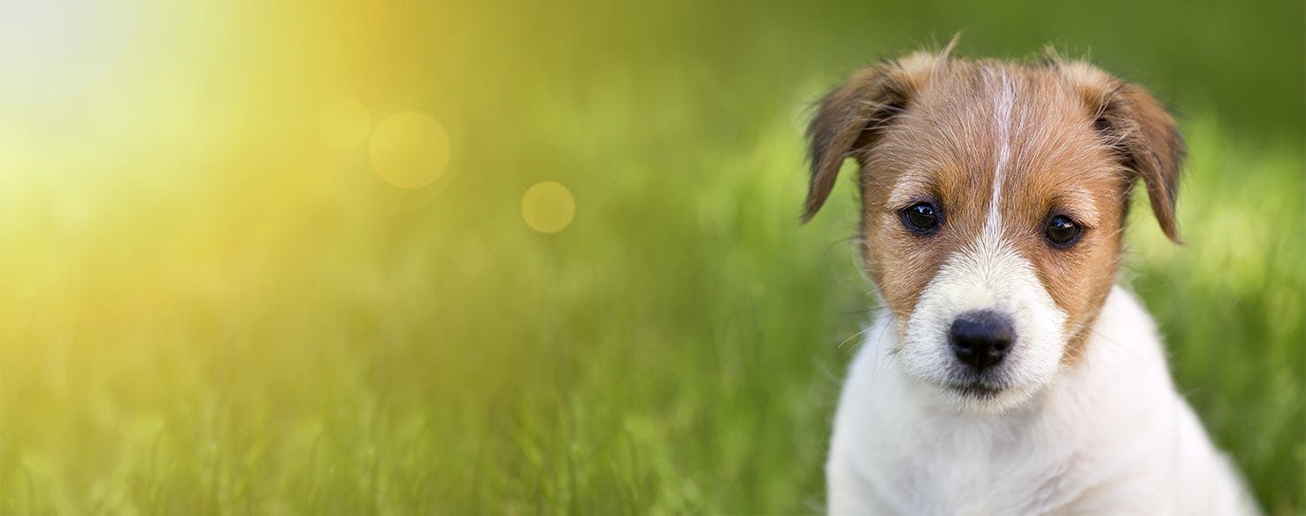 Can Dogs Live with Pot Bellied Pigs?