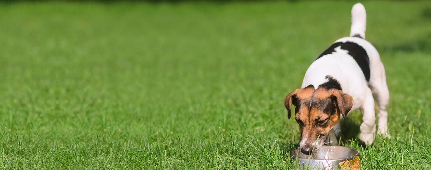 Can Dogs Smell Drugs in Water?