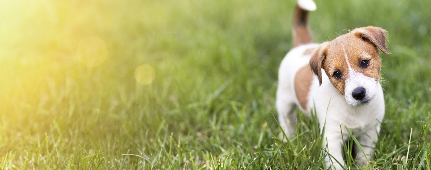 Can Dogs Smell Termites?