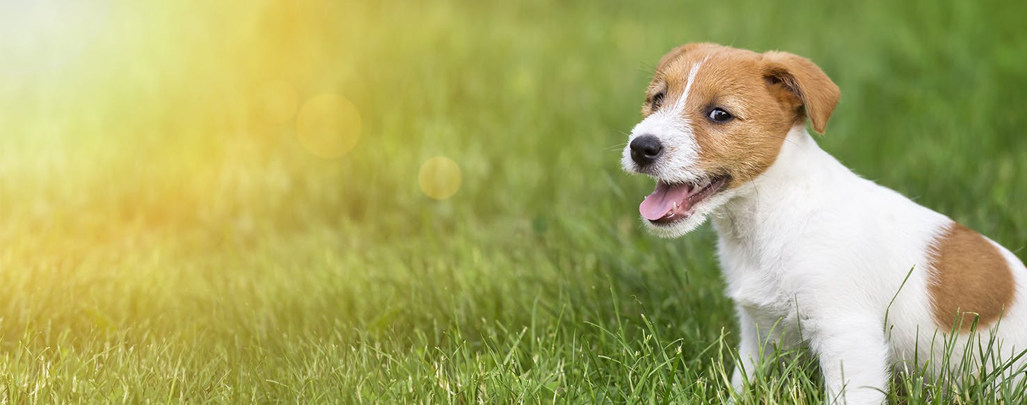 Can Dogs Smell Eczema?