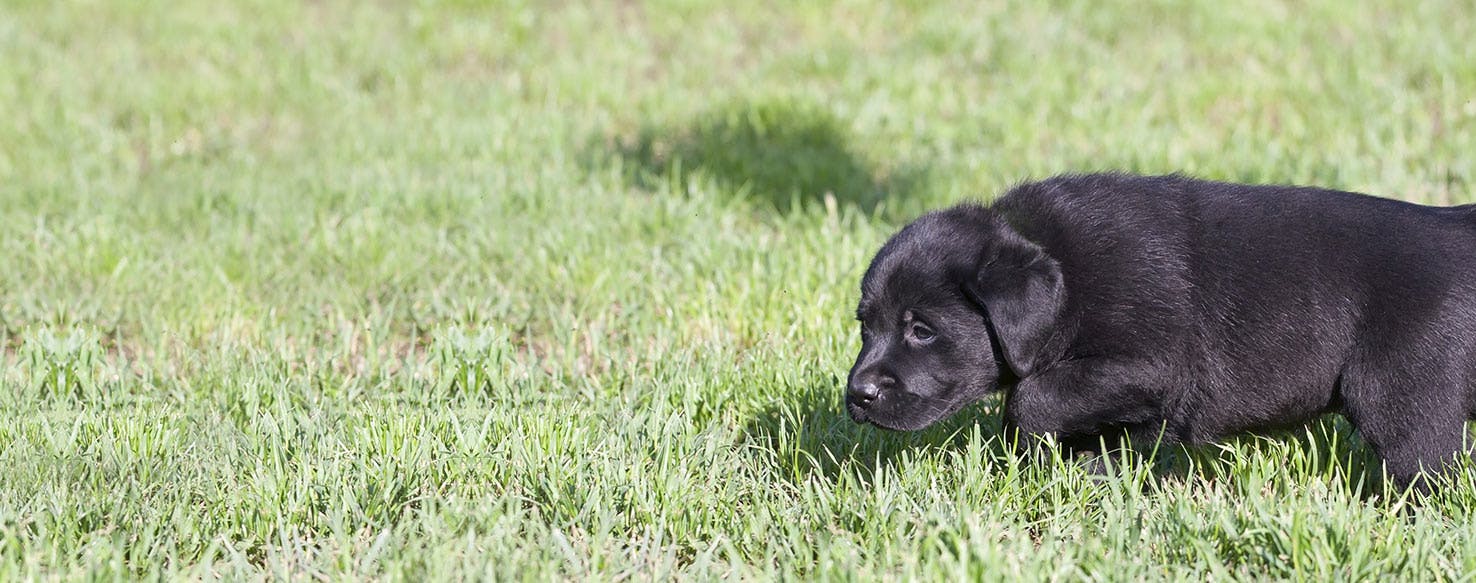 Can Dogs Hear Mice?