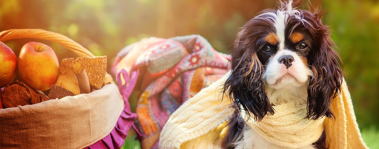 Can Dogs Taste Sweet?