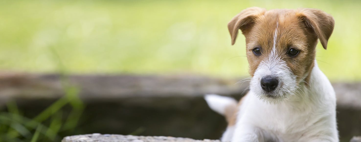 Can Dogs Sense Seizures?