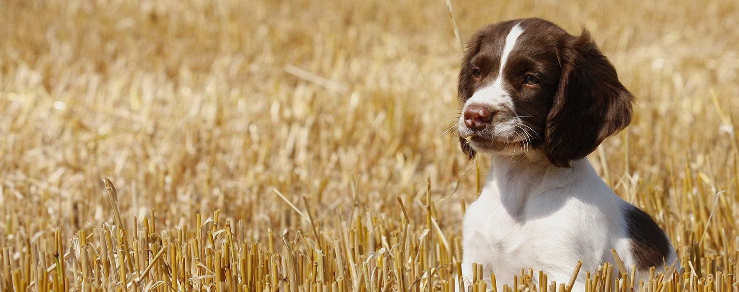 Can Dogs Live in Your Garage?