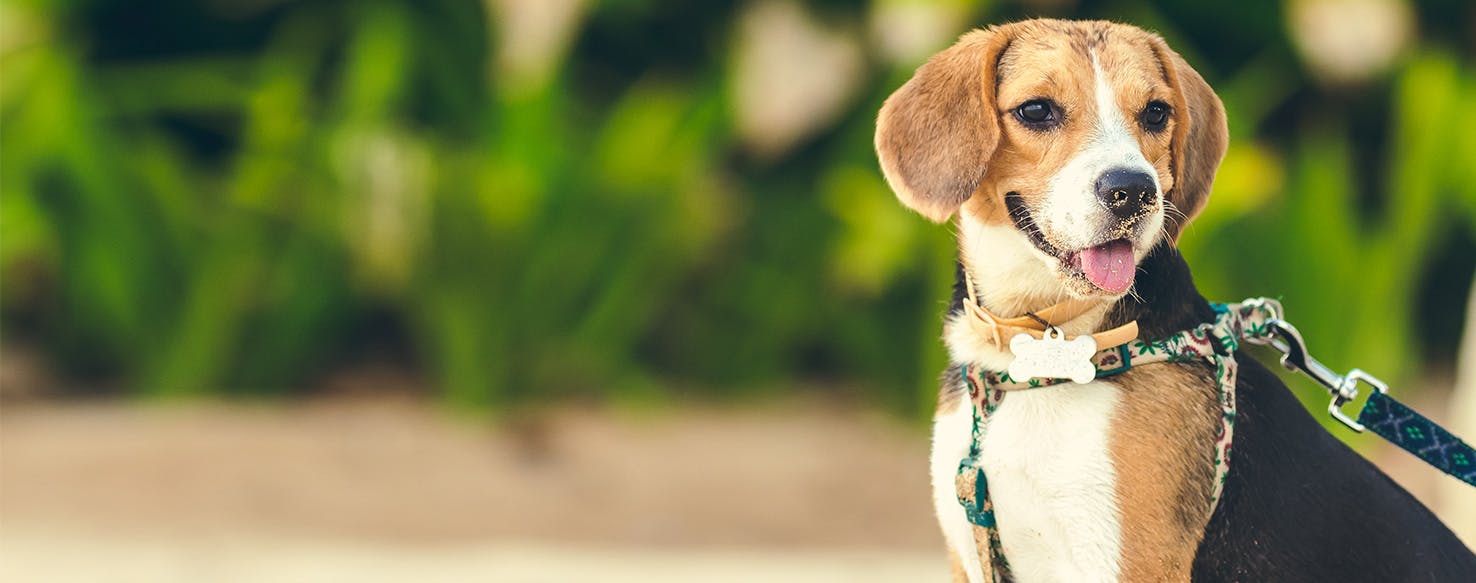 Can Dogs Smell Illness?