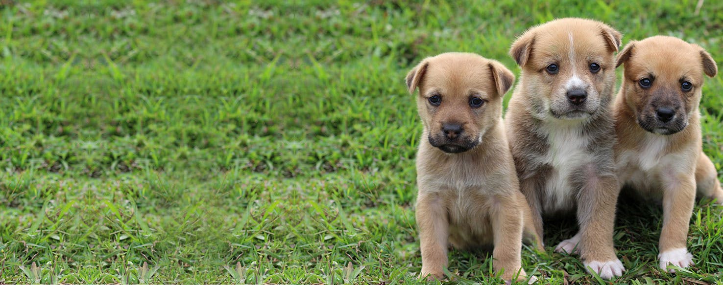 can-dogs-smell-illness-in-other-dogs-wag