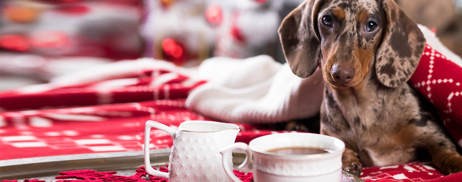 Coffee dog. Dog is drinking Coffee.