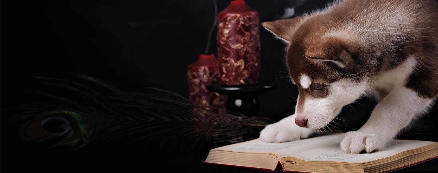 Can Dogs Know How to Read?