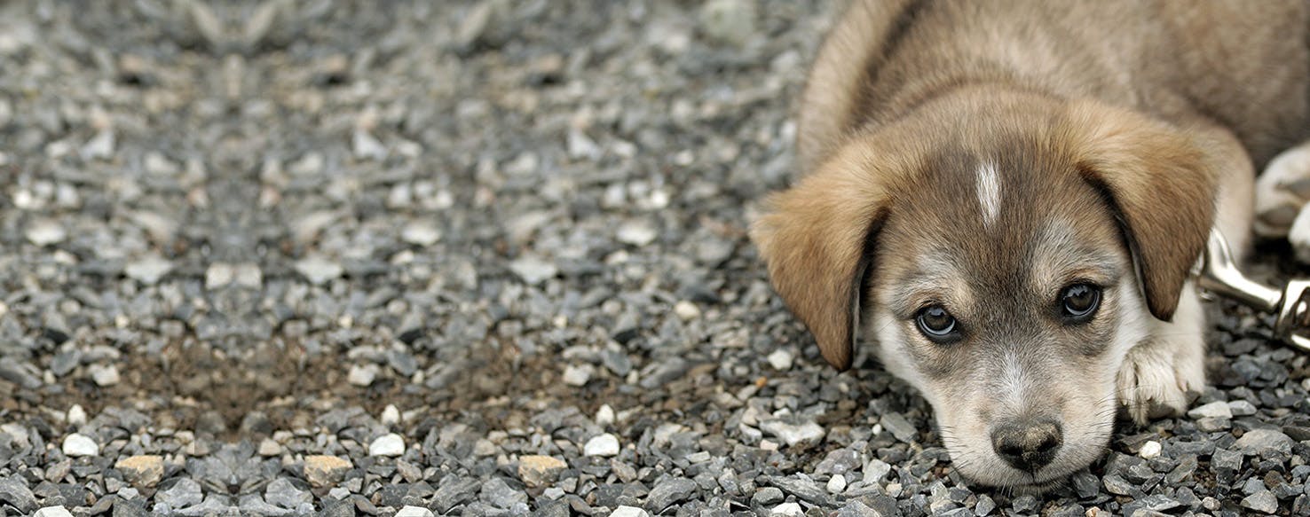 Can Dogs Feel Heartbreak?