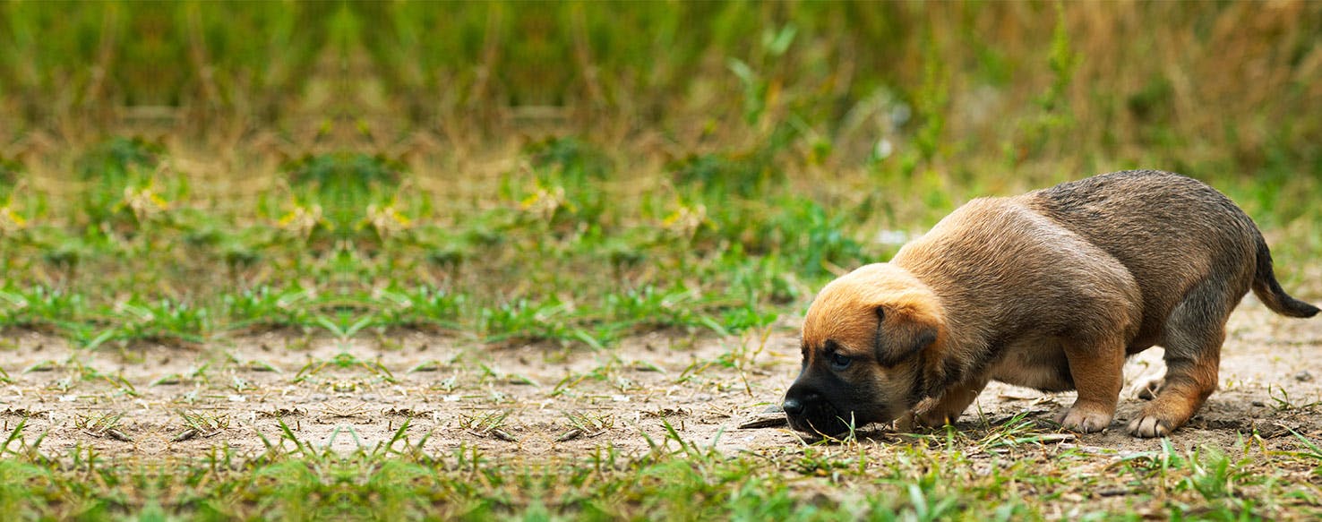 Can Dogs Smell Cortisol?
