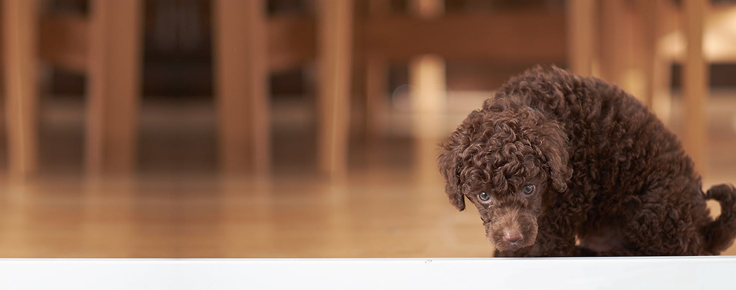 Can Dogs Smell Bacteria?