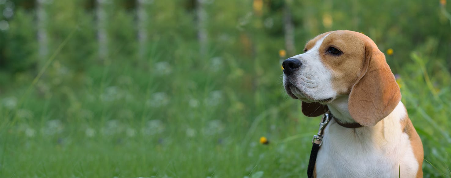 Can Dogs Smell Eucalyptus?