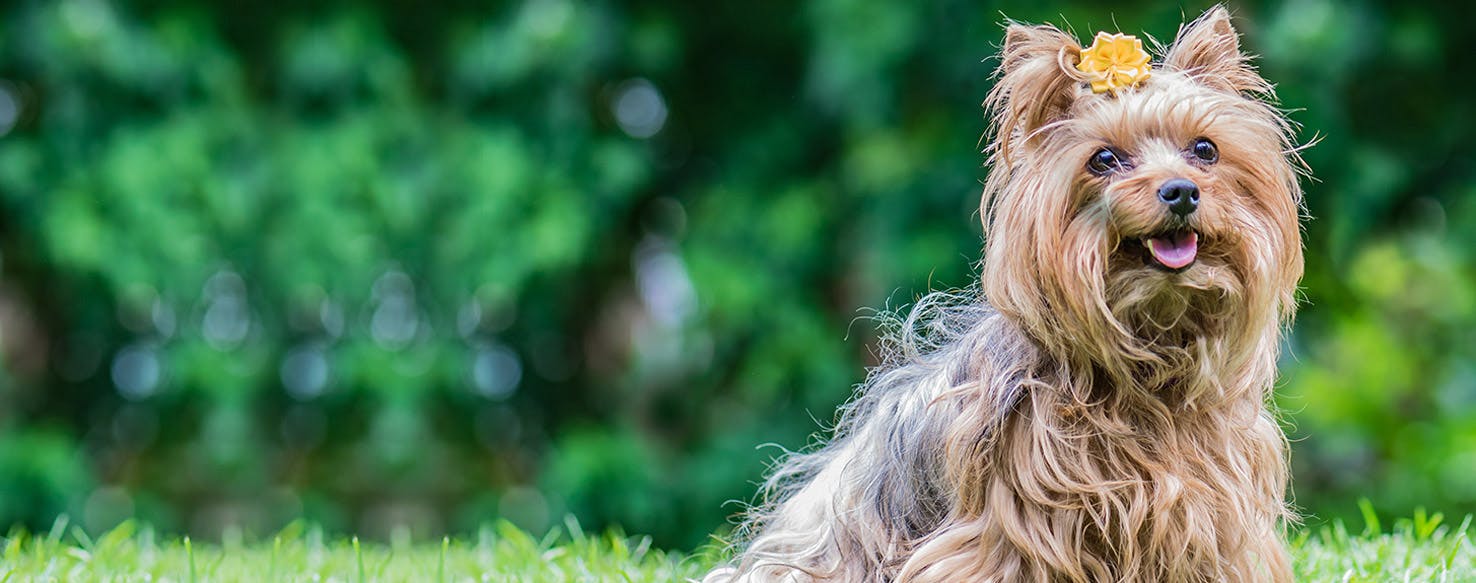 Can Dogs Sense Bipolar Disorder?